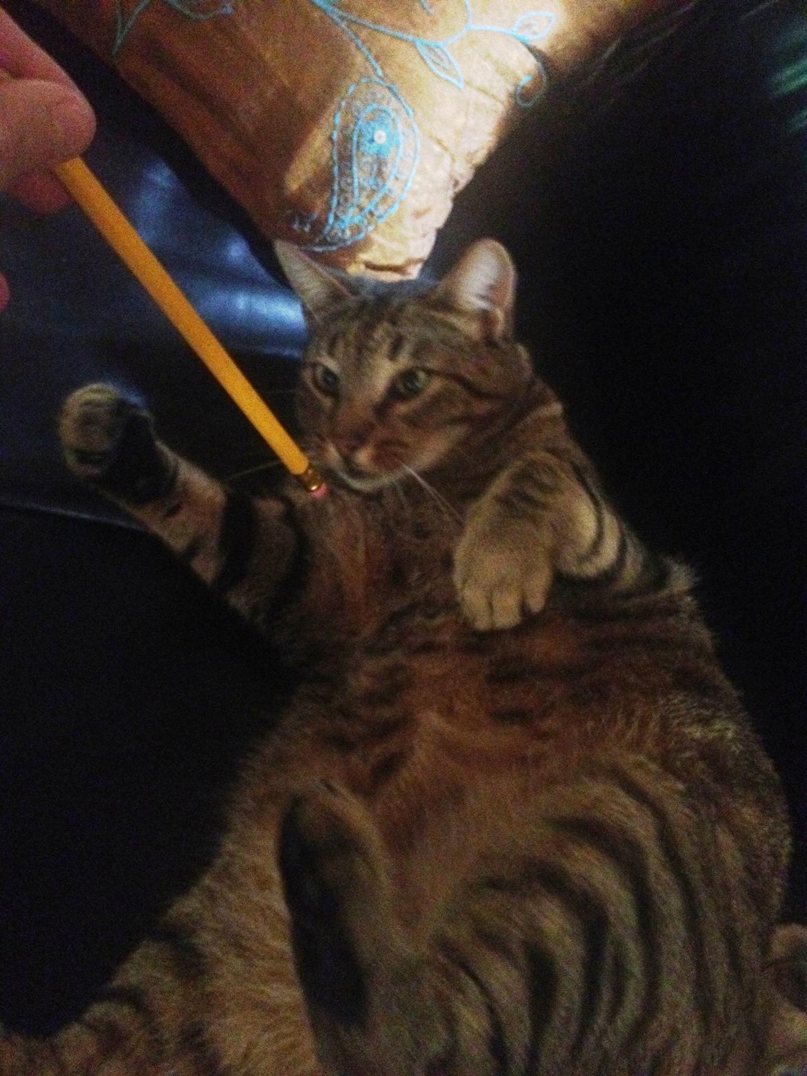 Huskat Ollie billede 14