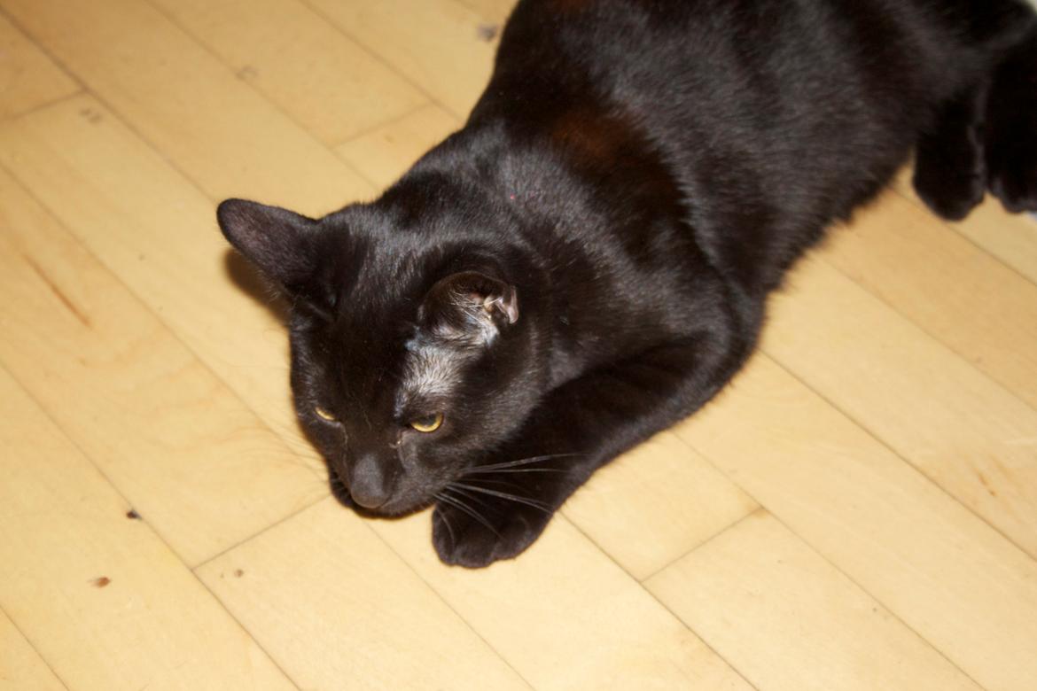 Huskat Aslan "Brumbasse" billede 5