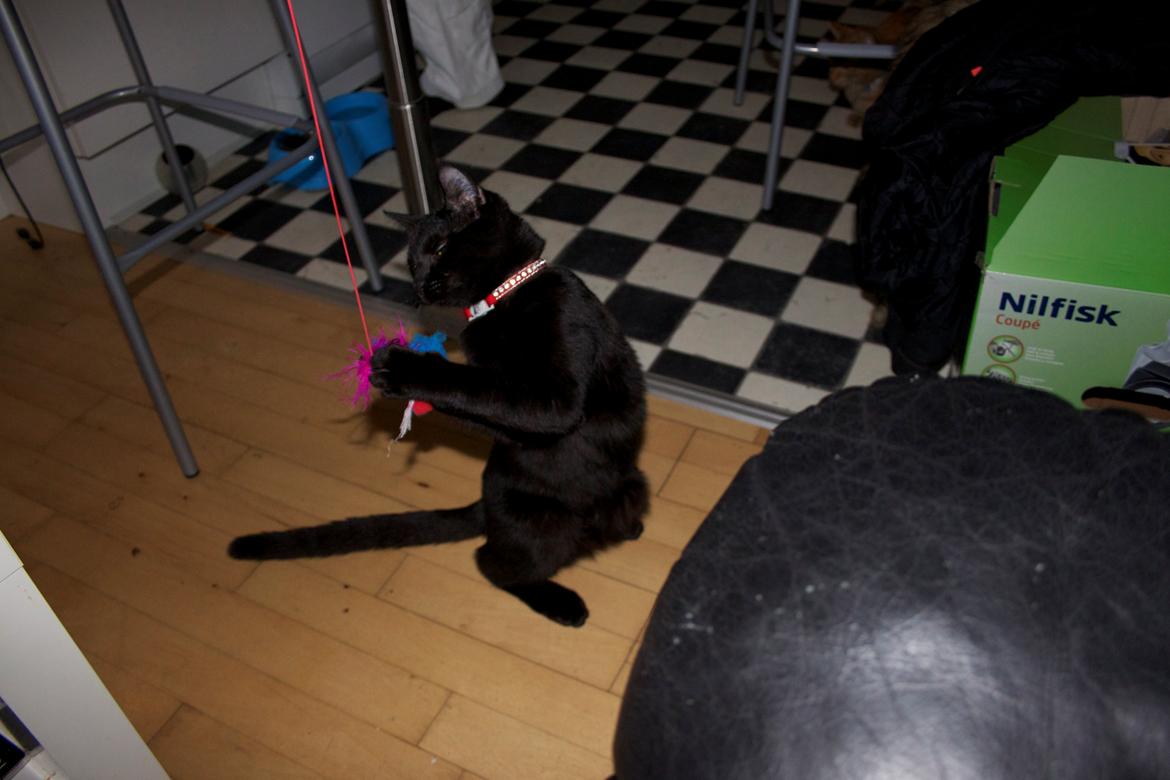 Huskat Aslan "Brumbasse" billede 6