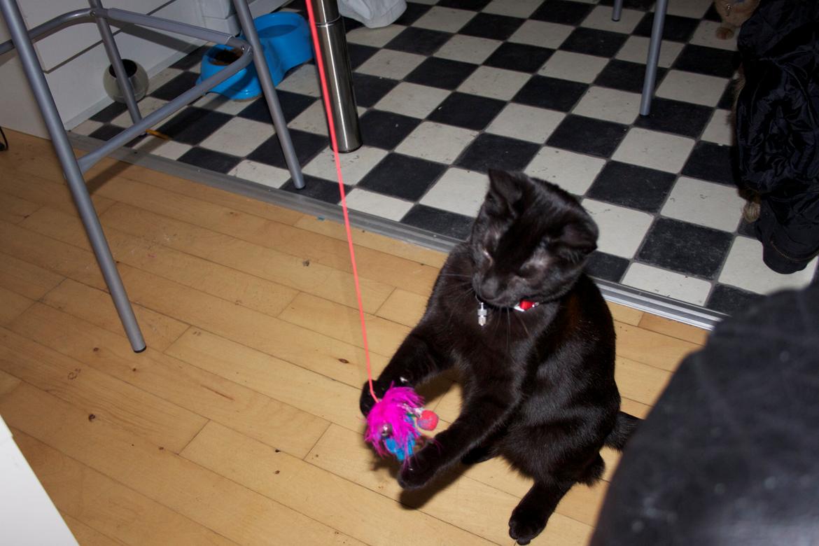 Huskat Aslan "Brumbasse" billede 7