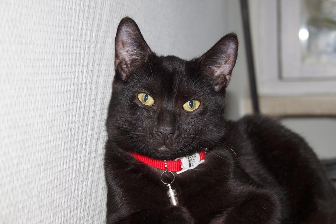 Huskat Aslan "Brumbasse" billede 1