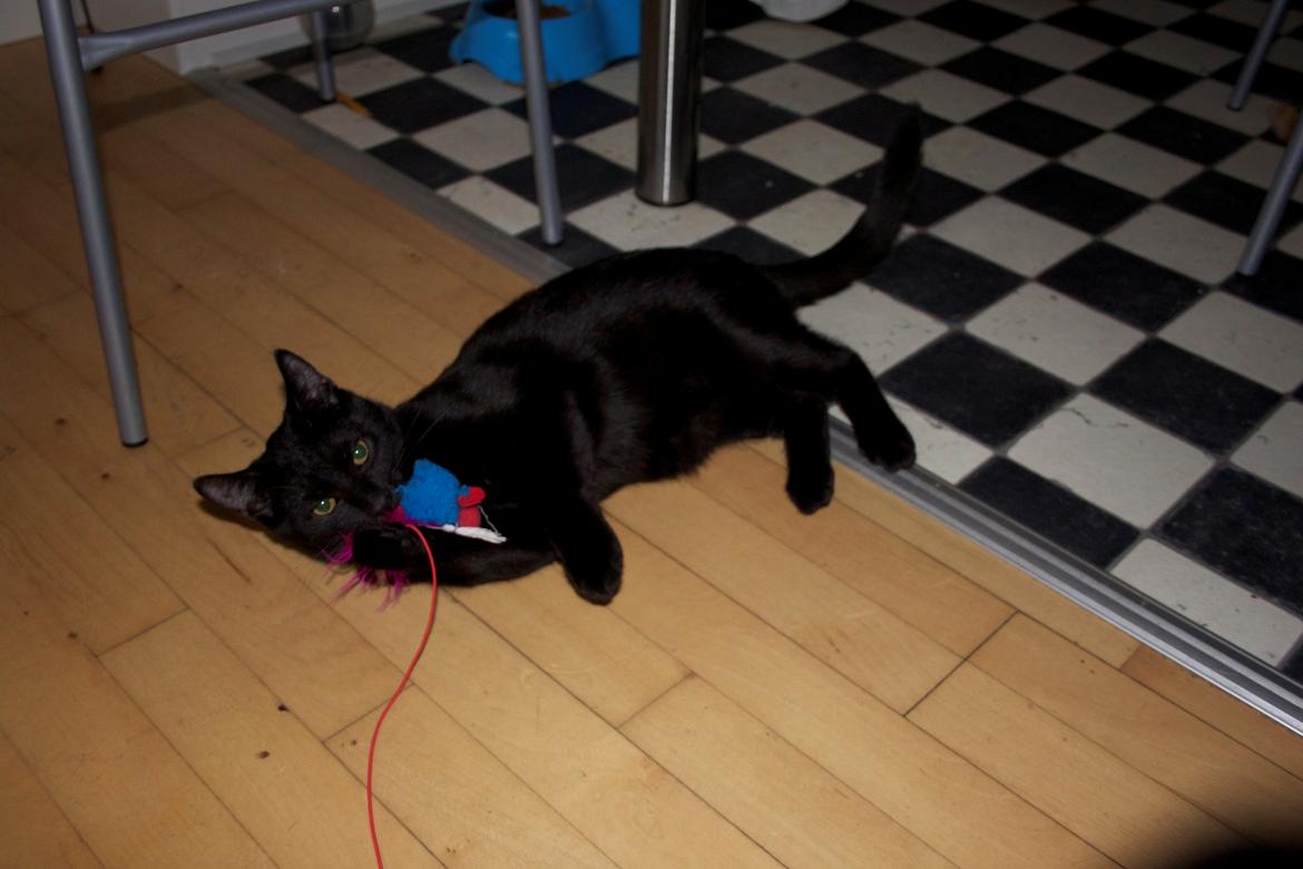 Huskat Aslan "Brumbasse" billede 8