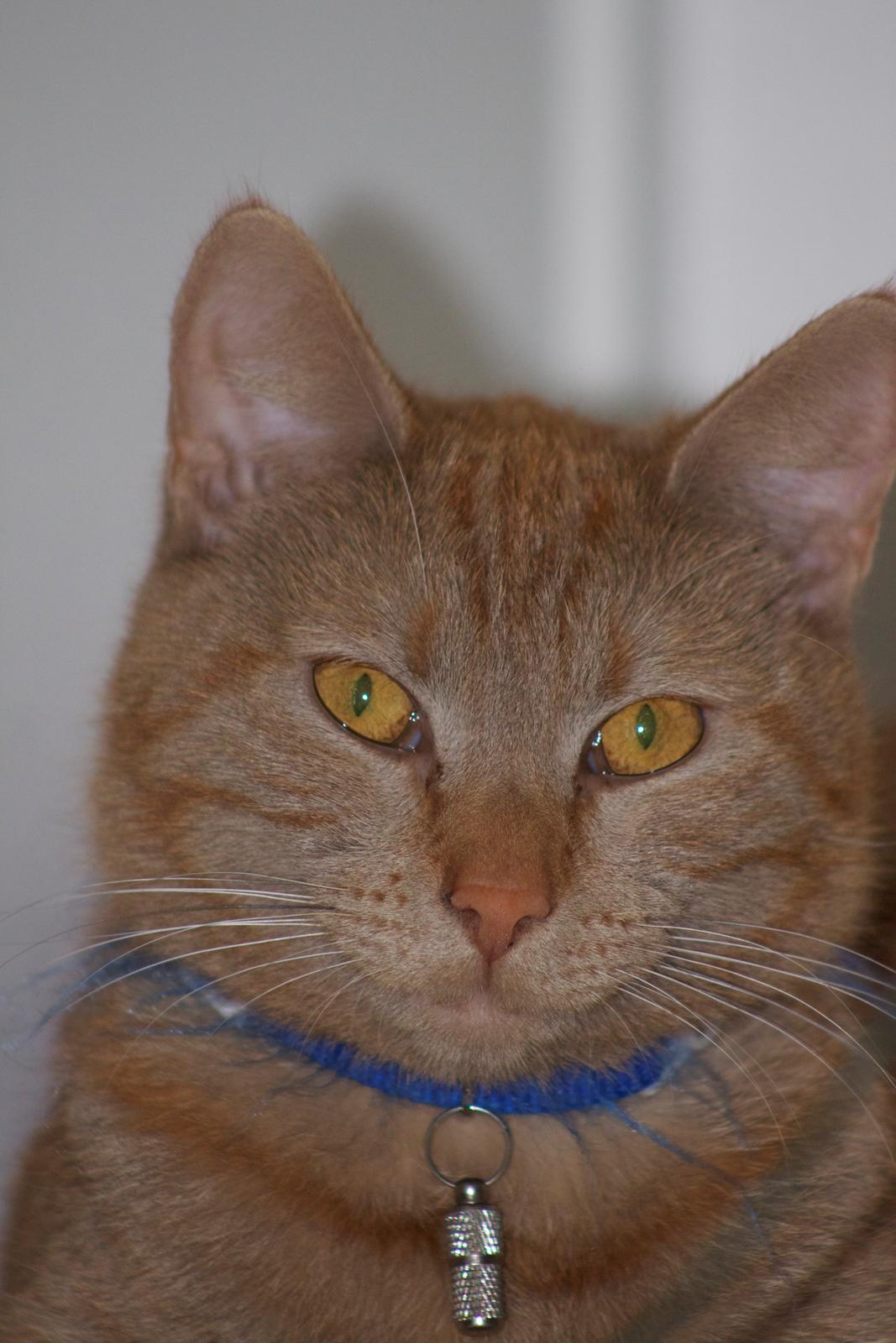 Huskat Kela "Sommersol" billede 10