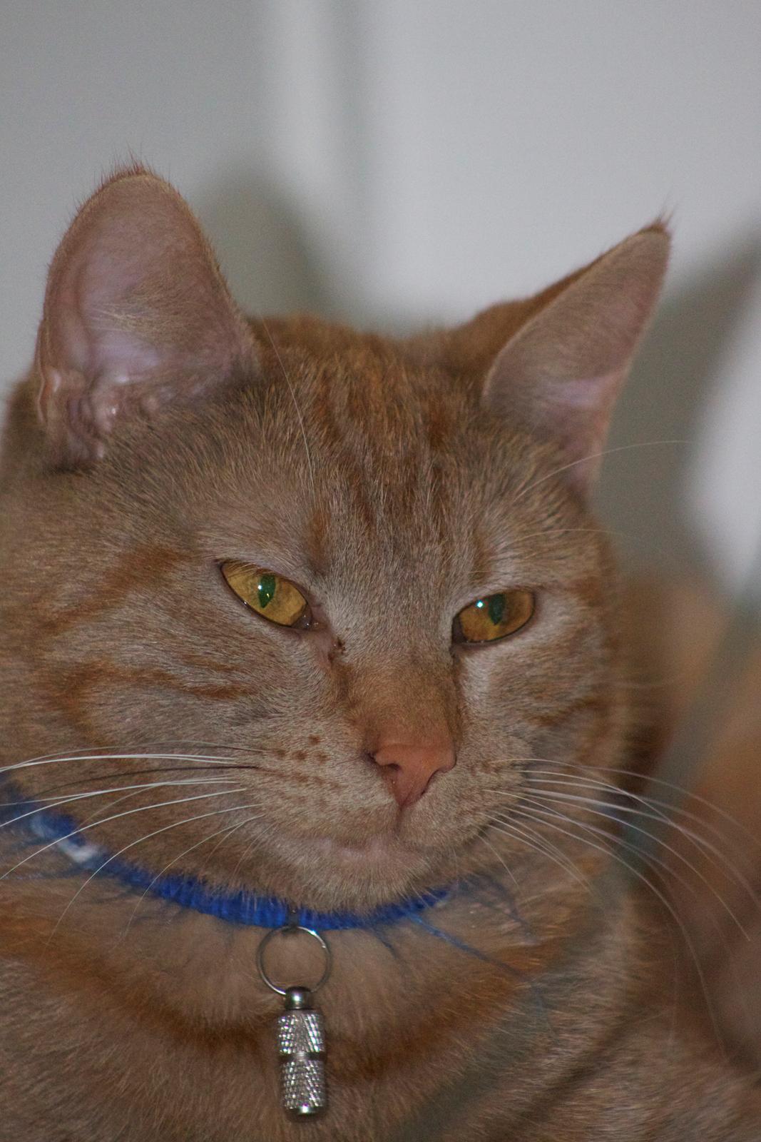 Huskat Kela "Sommersol" billede 11