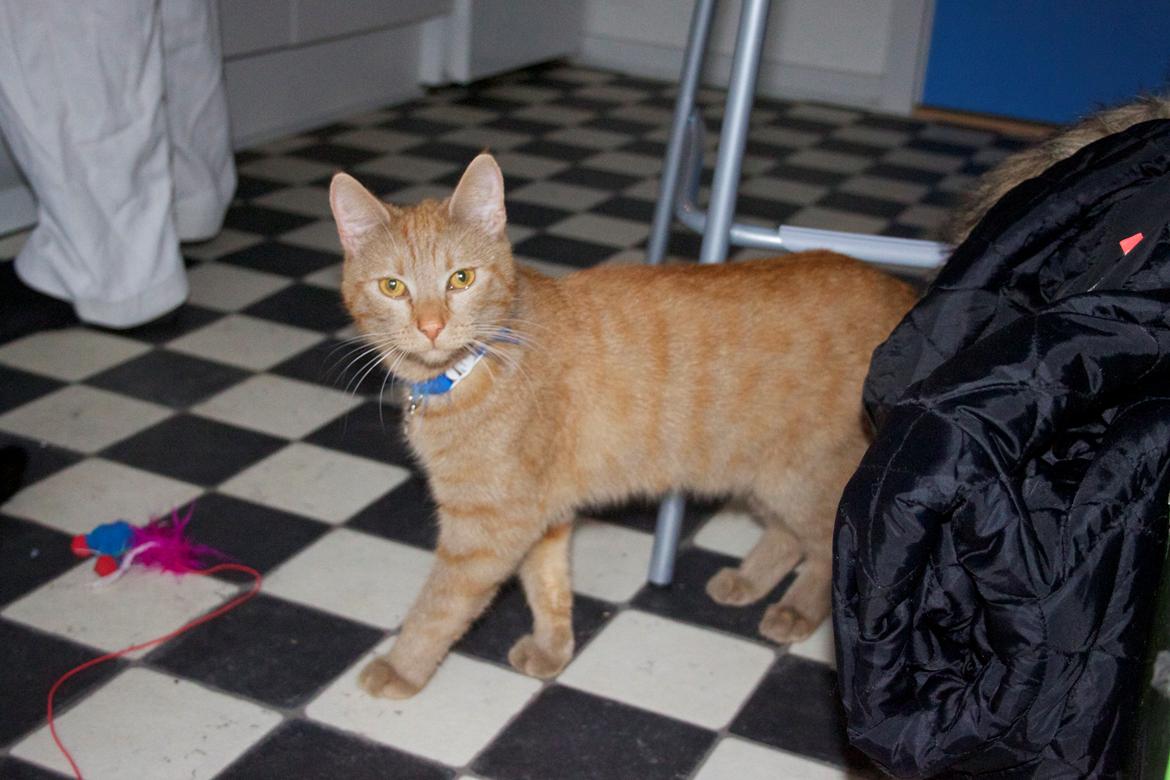 Huskat Kela "Sommersol" billede 12