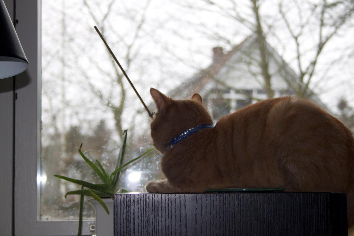 Huskat Kela "Sommersol" billede 13