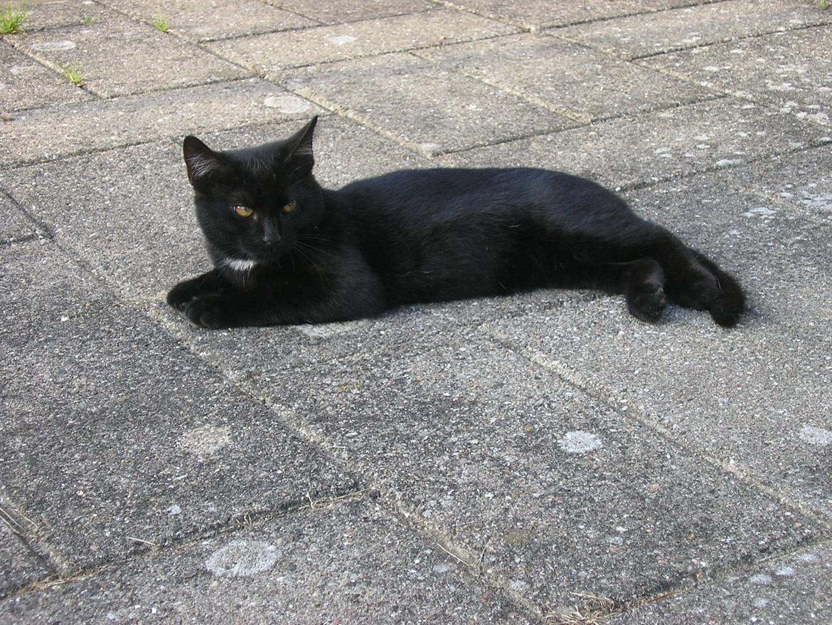 Huskat Luke (Lukee Boogie) - Hygger lige på teressen :) billede 1