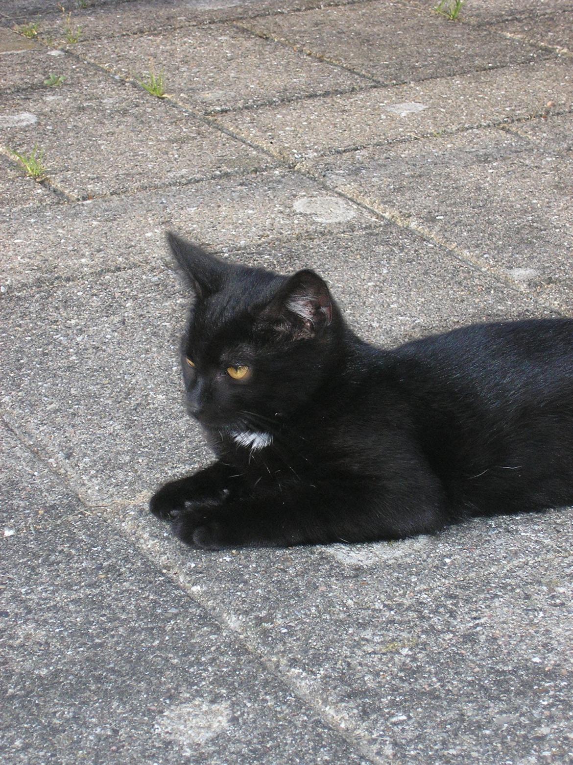 Huskat Luke (Lukee Boogie) - Har lige fundet noget spændende at kigge på :) billede 2