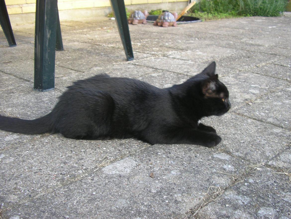 Huskat Luke (Lukee Boogie) - Ligger lige på lur :3 billede 3