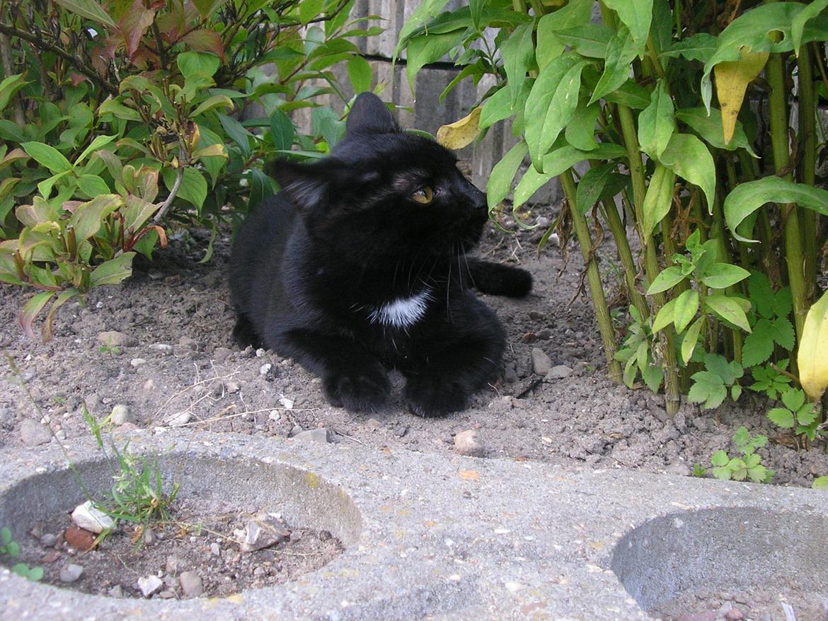 Huskat Luke (Lukee Boogie) - Dufter lige til planten. Måske er det en solsikke? Jeg ved det ikke :3 billede 4