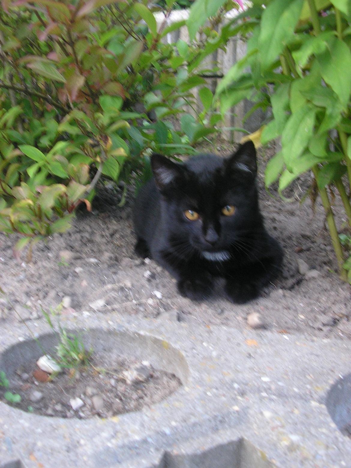 Huskat Luke (Lukee Boogie) - Kuk Kuk! billede 5