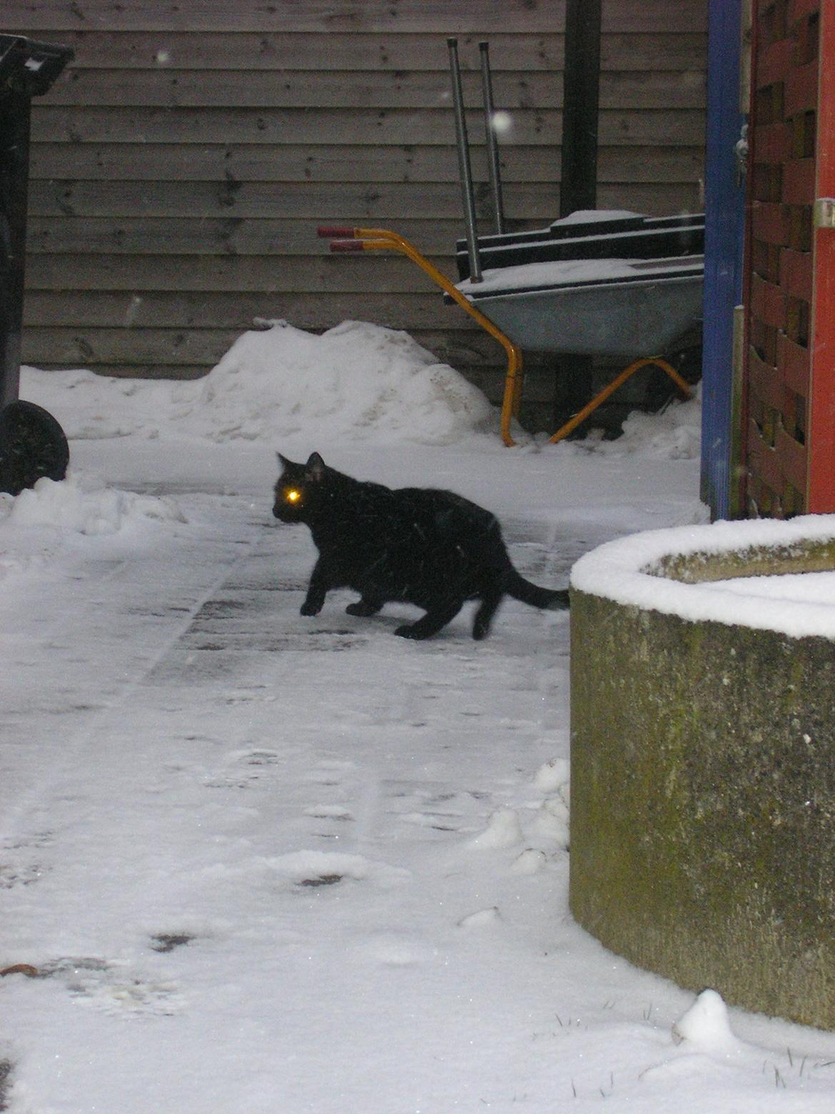 Huskat Luke (Lukee Boogie) - I snevejr :) billede 6