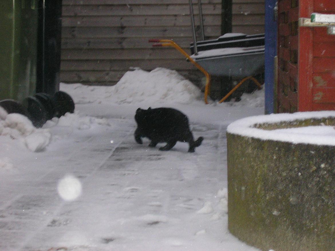 Huskat Luke (Lukee Boogie) - hvad sker der for hans øre? billede 7