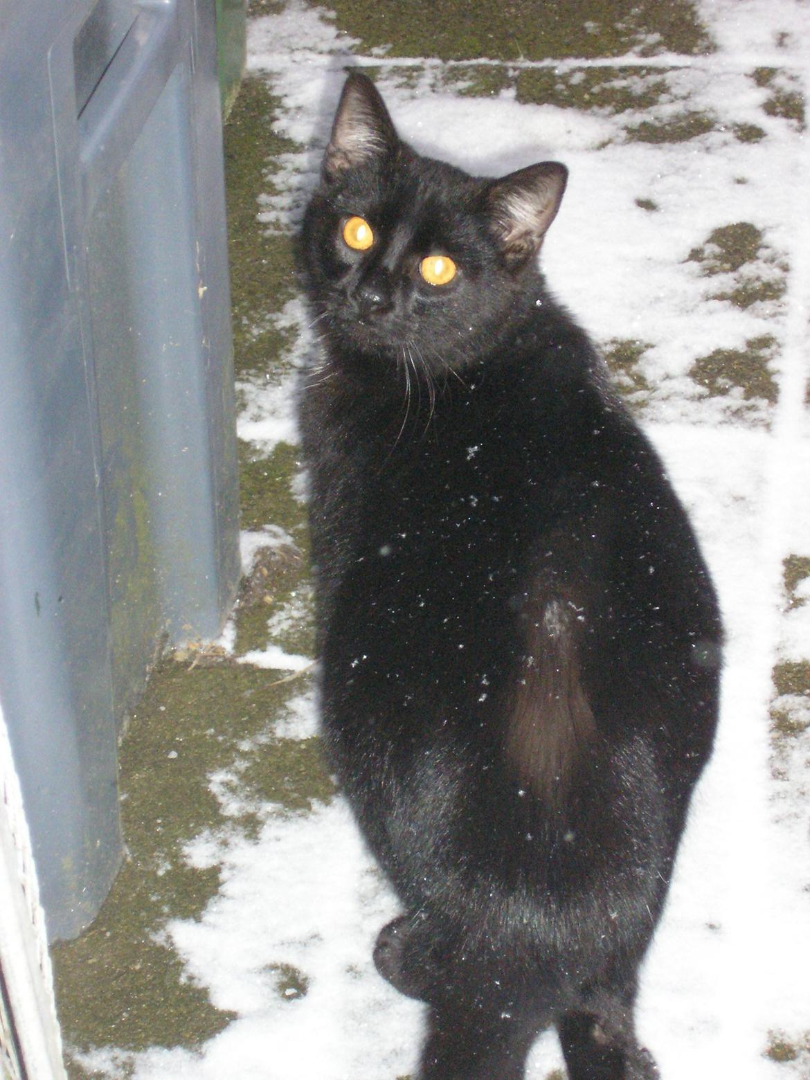 Huskat Luke (Lukee Boogie) billede 8