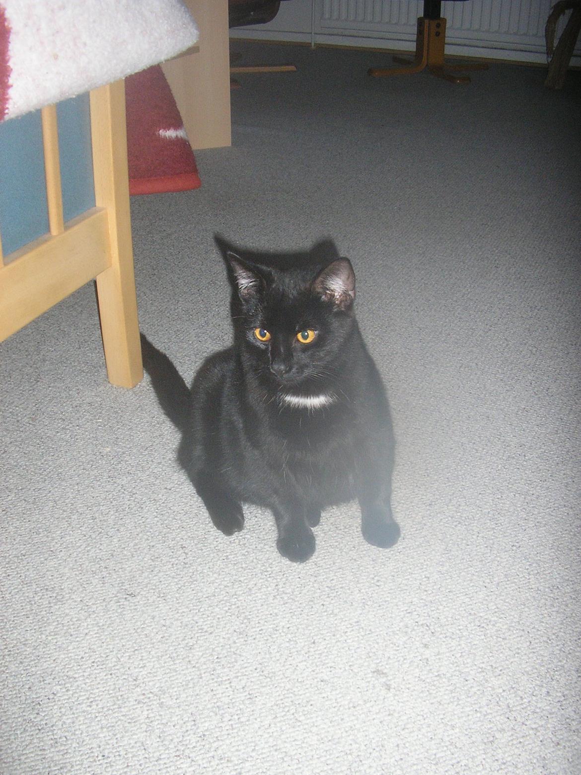 Huskat Luke (Lukee Boogie) billede 9