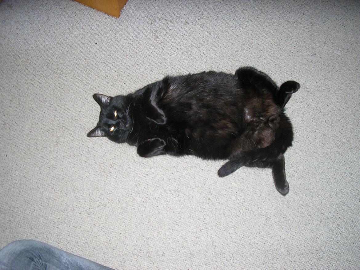 Huskat Luke (Lukee Boogie) - Flader ud på gulvet :3 billede 11