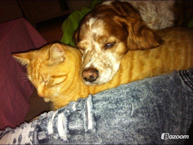 Blanding af racer Prince billede 7