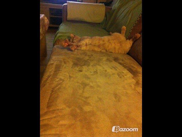 Blanding af racer Prince billede 8