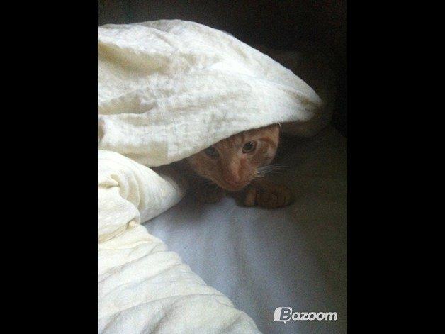 Blanding af racer Prince billede 9