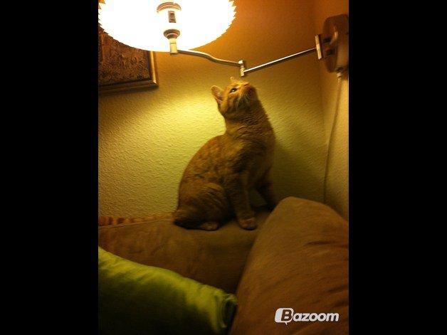 Blanding af racer Prince billede 10