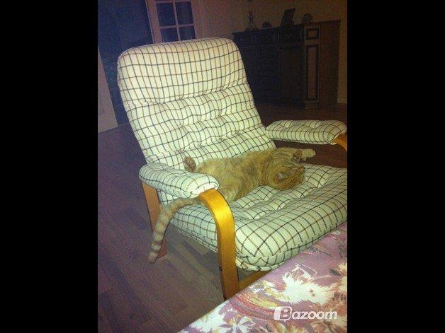 Blanding af racer Prince billede 11