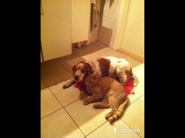 Blanding af racer Prince billede 12