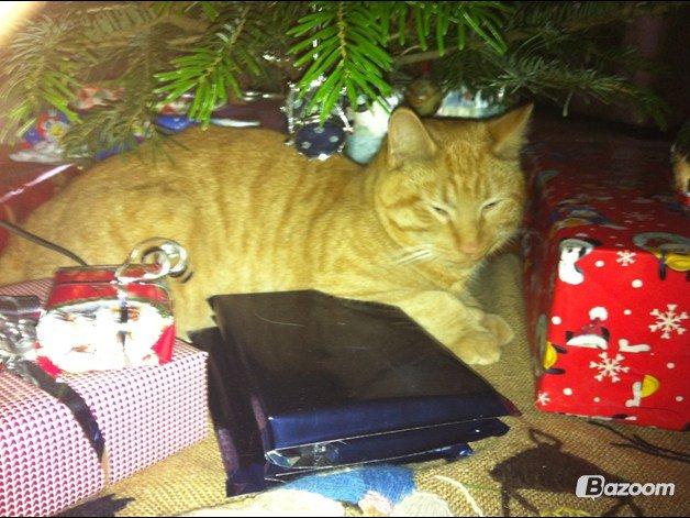 Blanding af racer Prince billede 13