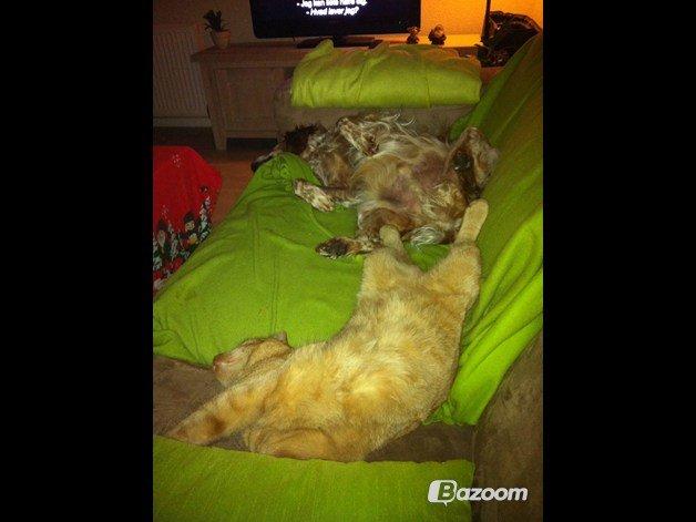 Blanding af racer Prince billede 14