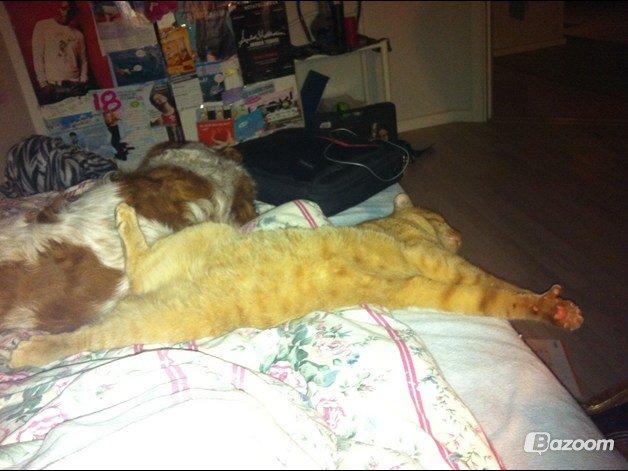 Blanding af racer Prince billede 15