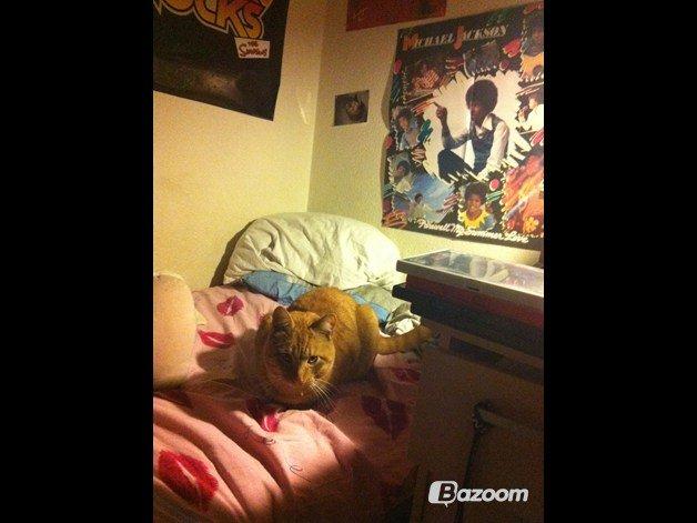 Blanding af racer Prince billede 16