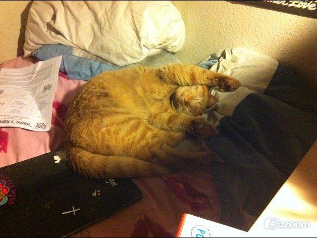 Blanding af racer Prince billede 17