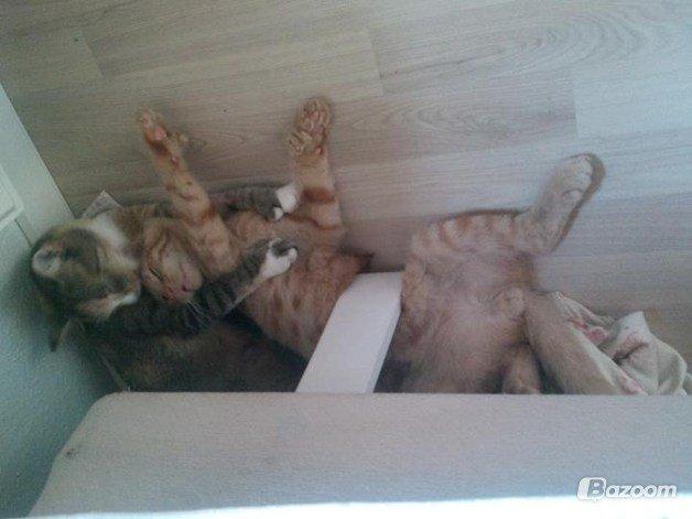 Blanding af racer Prince billede 18