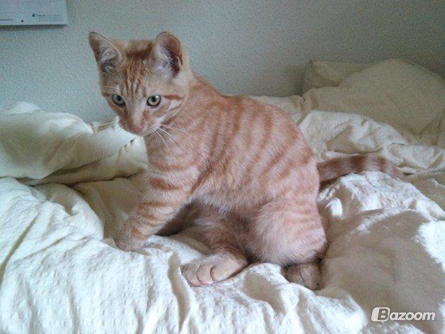 Blanding af racer Prince billede 3