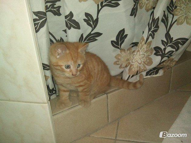 Blanding af racer Prince billede 1