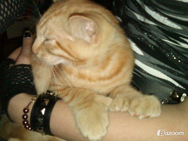 Blanding af racer Prince billede 2