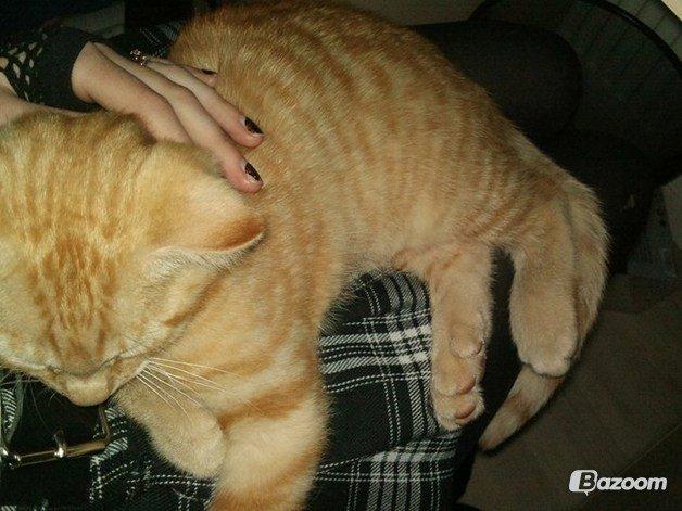 Blanding af racer Prince billede 4