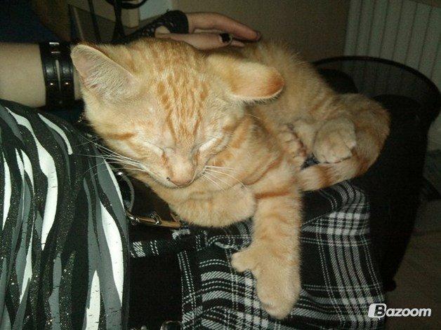 Blanding af racer Prince billede 5