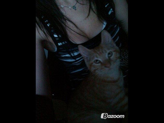 Blanding af racer Prince billede 6