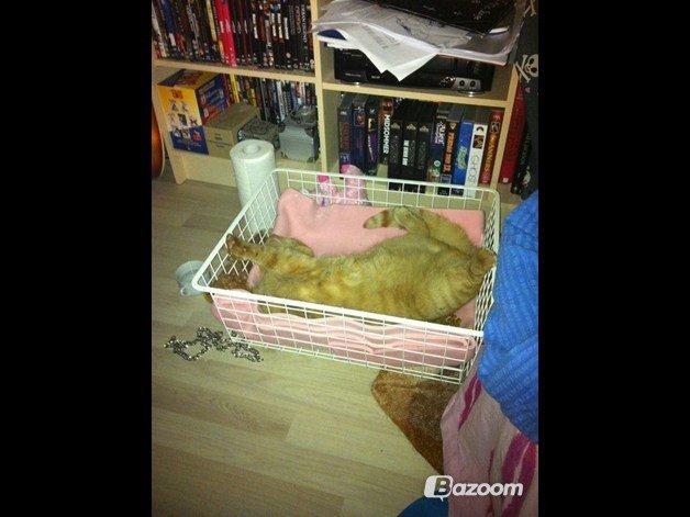 Blanding af racer Prince billede 20