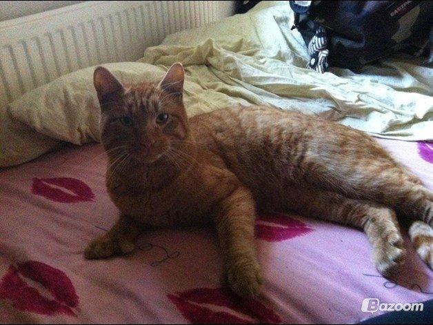 Blanding af racer Prince billede 19