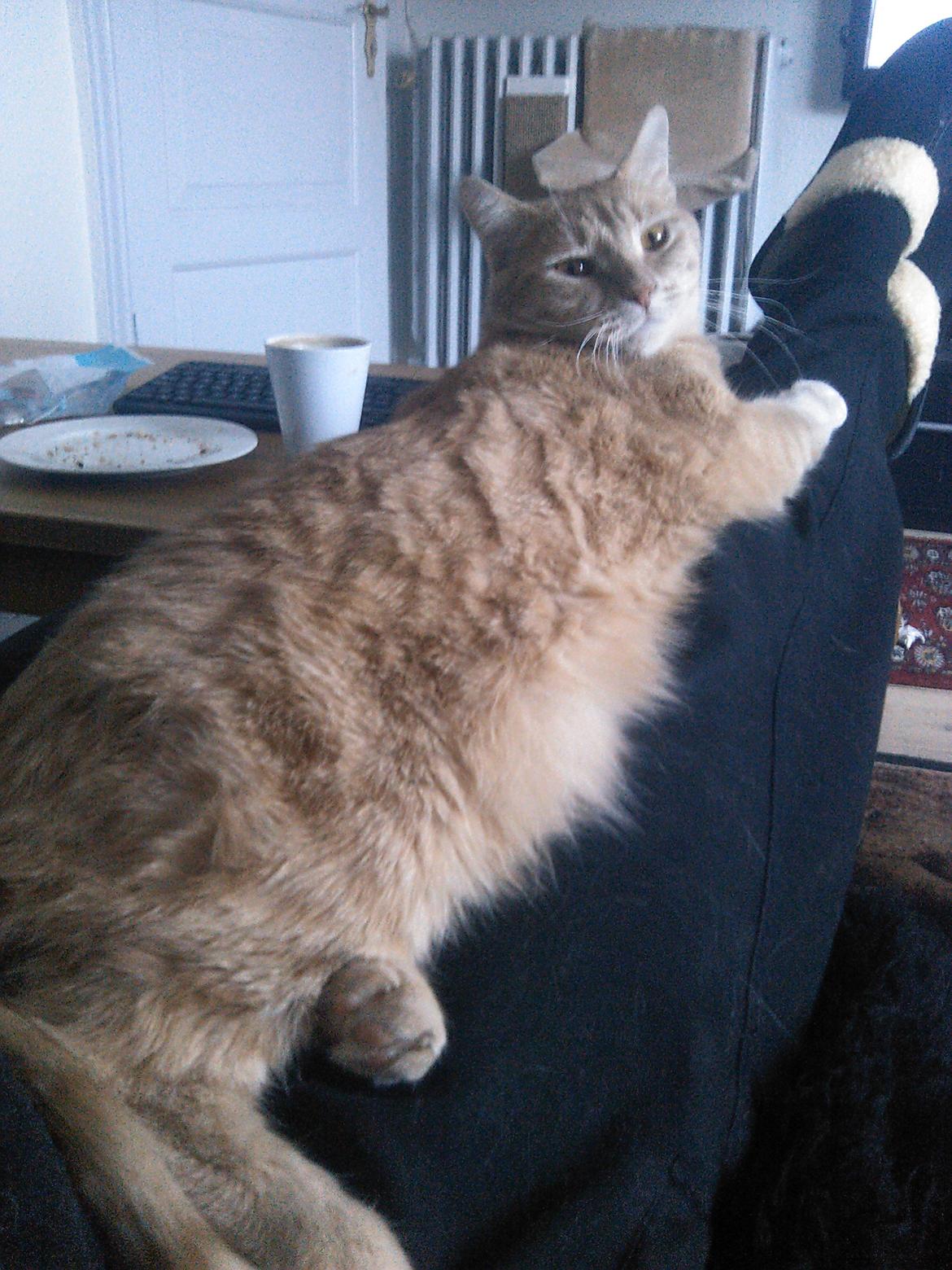 Blanding af racer Phønix (floffy) - Phønix nye dille er at ligge på mine ben billede 20