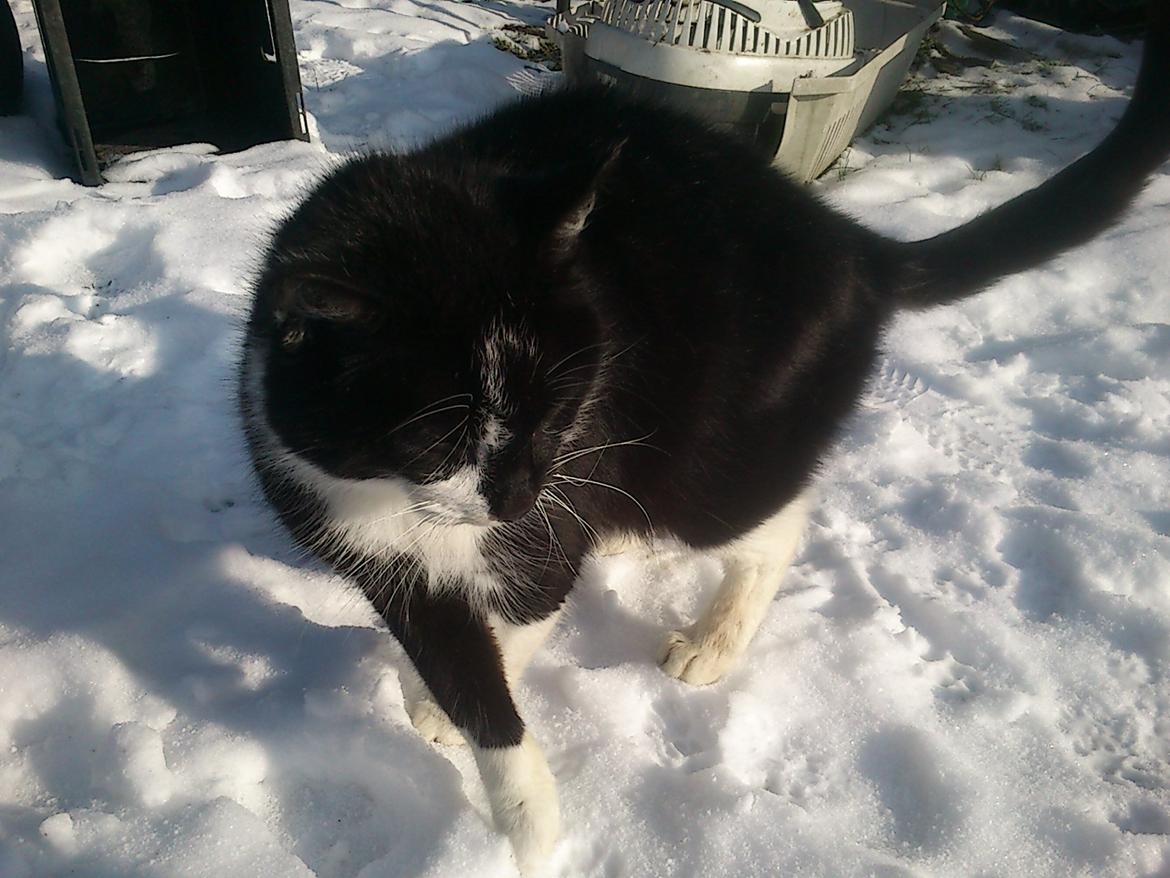 Blanding af racer rex - 2013--12 år billede 13