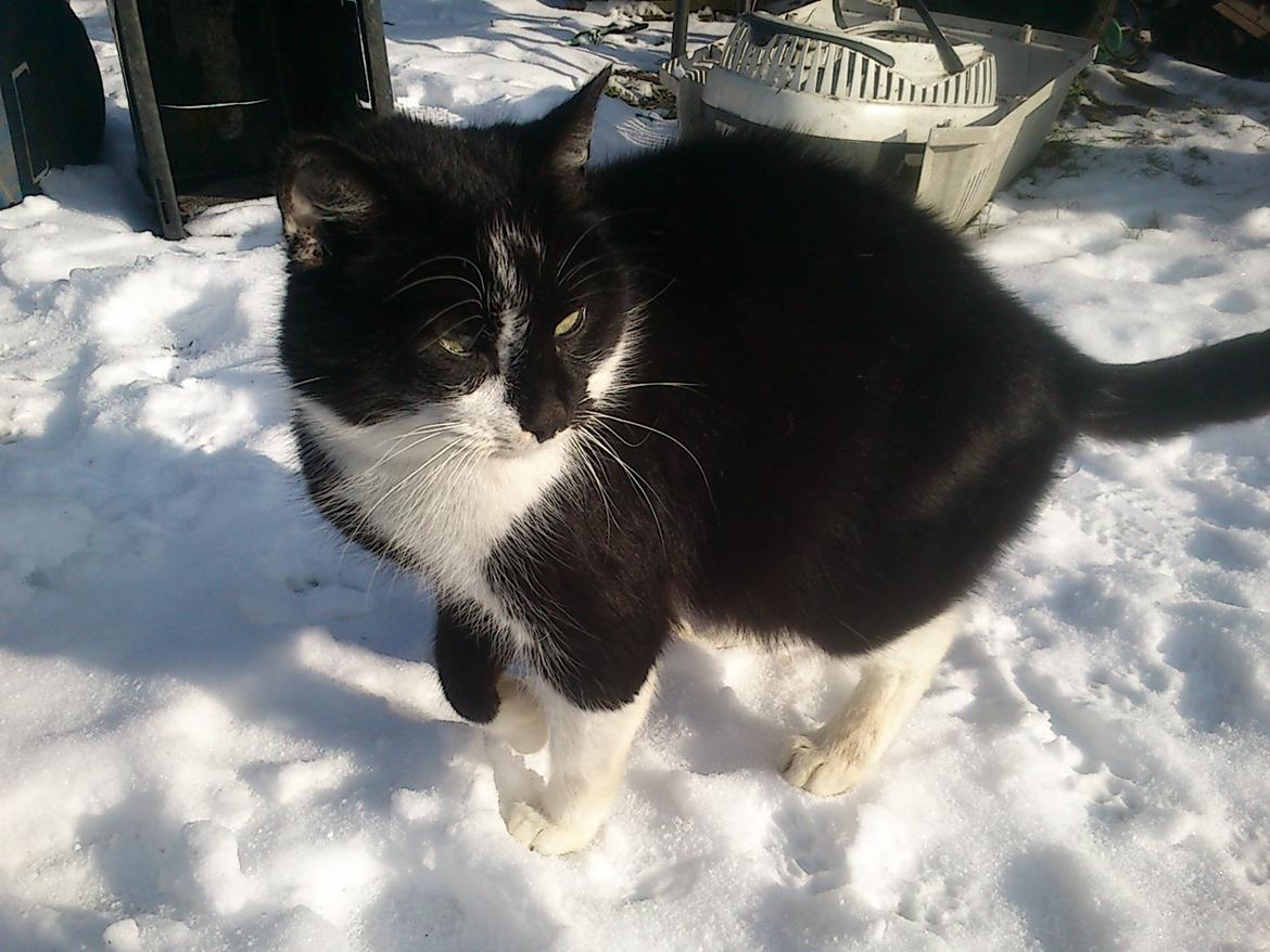 Blanding af racer rex - 2013--12 år billede 14