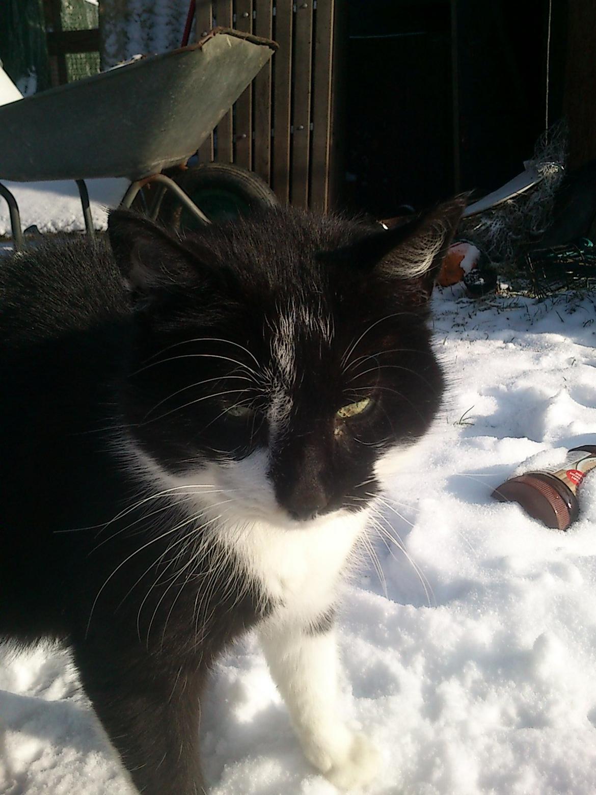 Blanding af racer rex - 2013--12 år billede 15