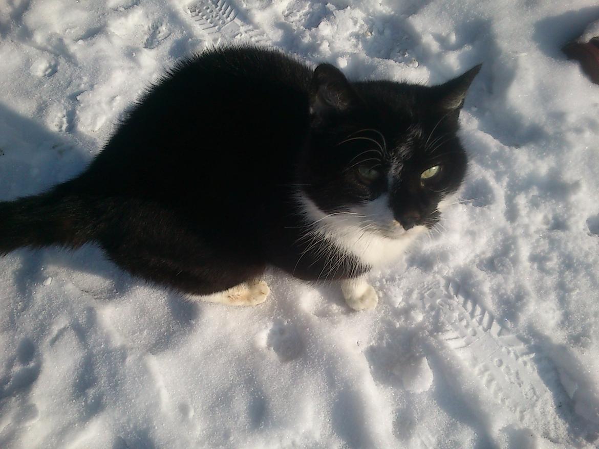 Blanding af racer rex - 2013--12 år billede 16