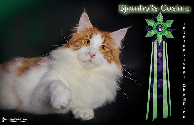 Maine Coon IC DK Bjørnholts Cosimo 9/6 - # 1. Min skønne Internationale Champion dreng <3 jan 2013 billede 1