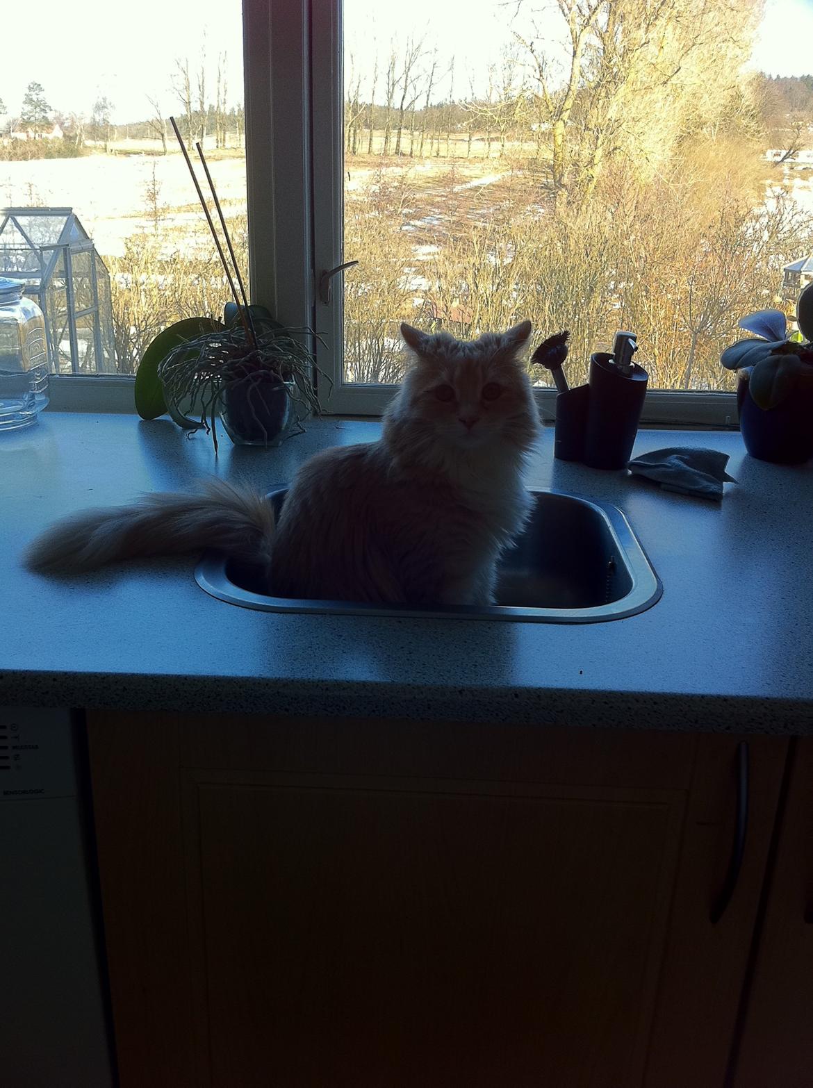 Blanding af racer Tiger (på engelsk) :) - Jeg elsker simpelhent at sidde i vasken billede 3