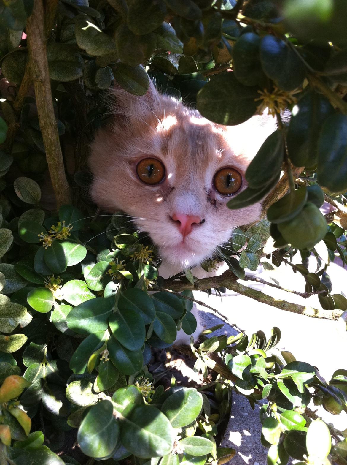 Blanding af racer Tiger (på engelsk) :) - Jeg gemmer mig i busken, så ingen kan se mig  billede 2