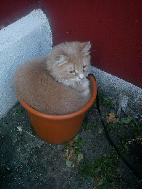 Blanding af racer Tiger (på engelsk) :) - Det er hyggeligt at sidde i mors tomme blomster krukker  billede 4