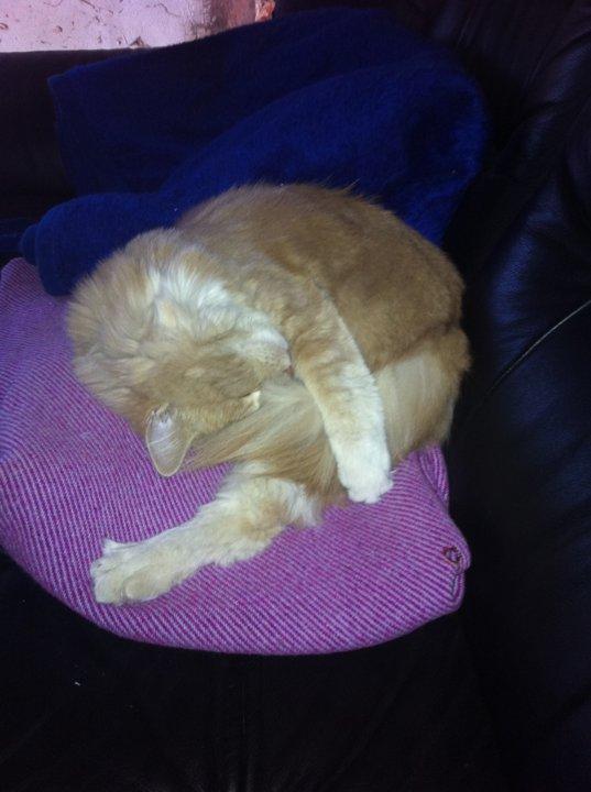 Blanding af racer Tiger (på engelsk) :) - Når jeg sover bedst  billede 5